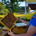 Le Rucher des Bois Perdus