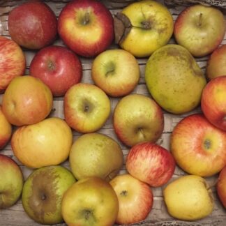 Mélange de pommes bio