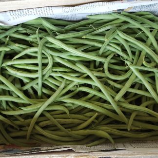 Haricots verts bio