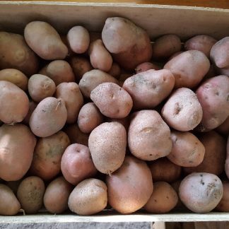 Pommes de terre Désirée bio