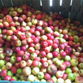 Pommes déclassées (pour compote) bio