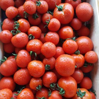 Tomates rondes bio (1kg)