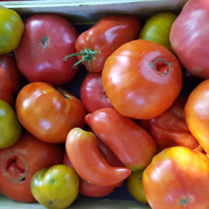 Tomates de variétés anciennes bio