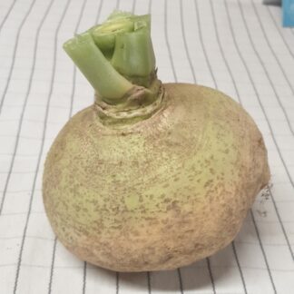 Rutabaga bio