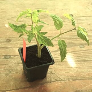 Plant de tomate Andine bio