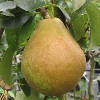 Poires Doyenne du Comice bio