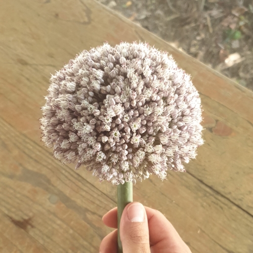 Fleur de poireau bio