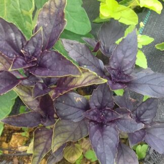 Basilic pourpre bio
