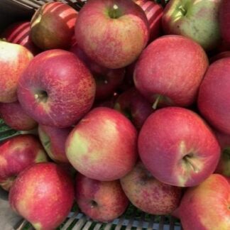 Pommes RUSTICANA bio