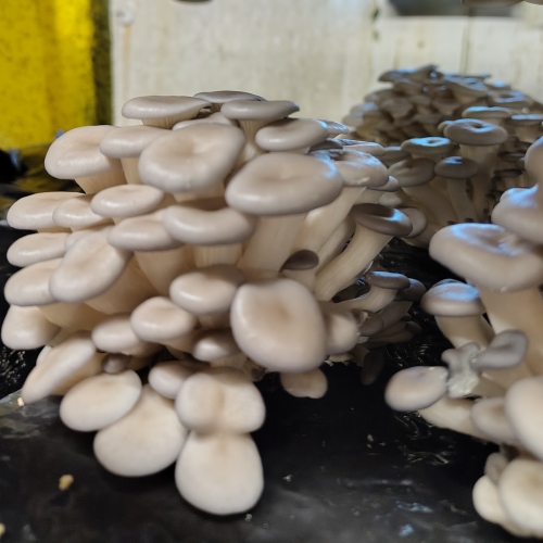 Champignons Pleurotes grises Etna bio