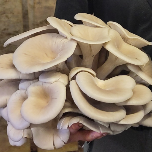 Champignons Pleurotes Géants Spoppo bio