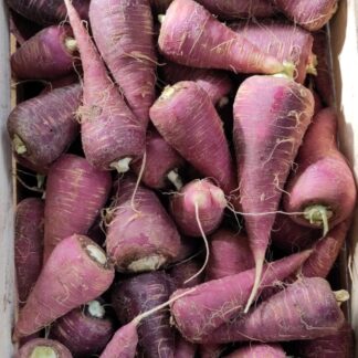 Carottes violettes bio