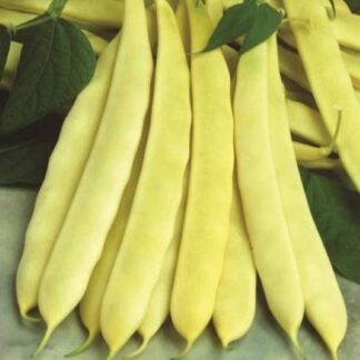 Haricots plats jaunes bio